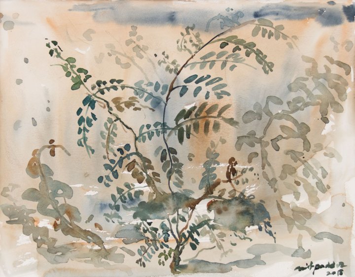 Krishnachura Flammenbaum