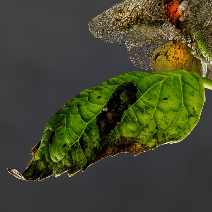Hydrangea PZ01B Detail