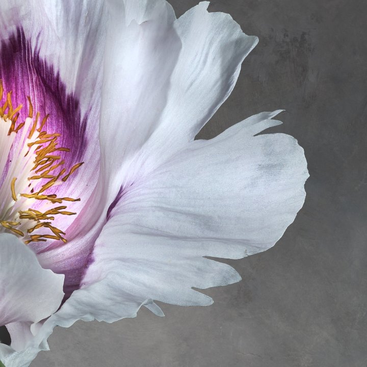 Papaver Somniferum 02B Detail