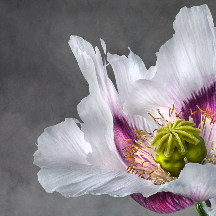 Papaver Somniferum 02B Detail