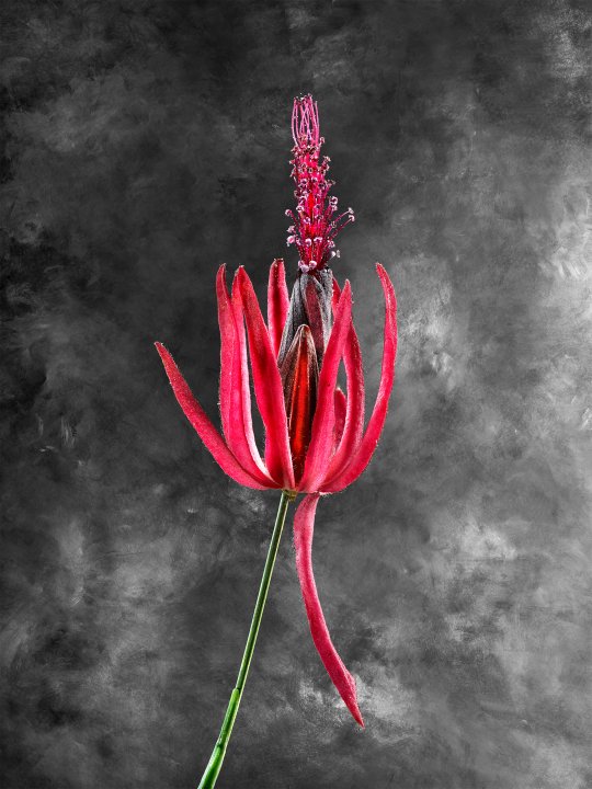 Pavonia Multiflora 02 A