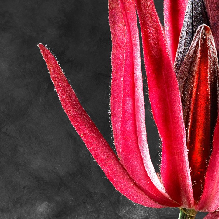 Pavonia Multiflora 02 A Detail