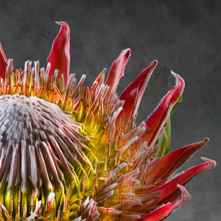 Protea Cynaroides 01 Detail