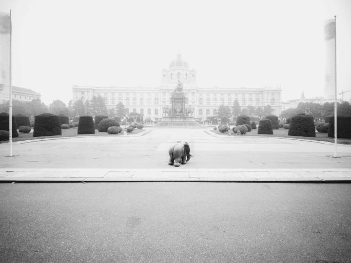 Einsames Elefäntchen