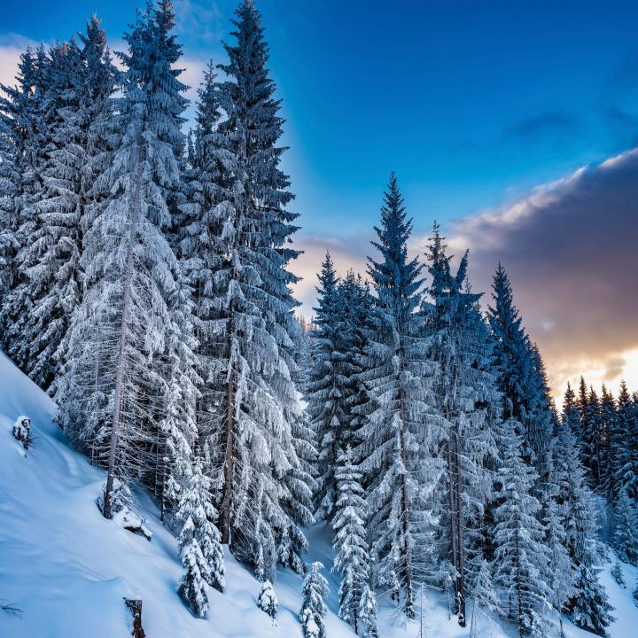 Foisching Wintertraum