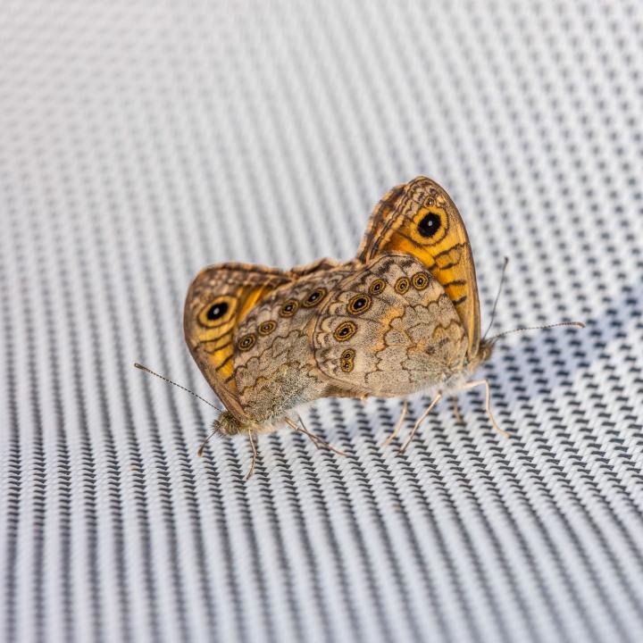 Liebespaar im Sommer