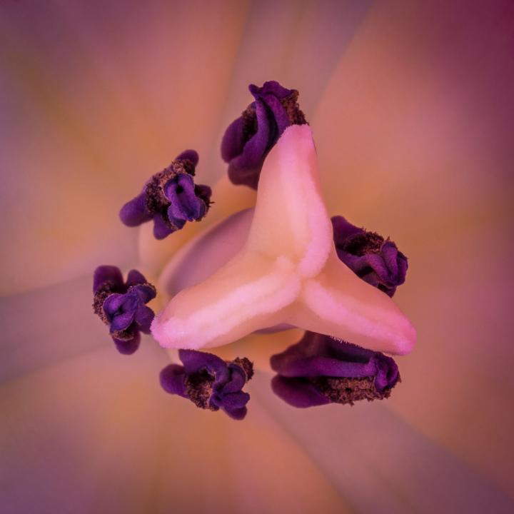 Tulpenstempel