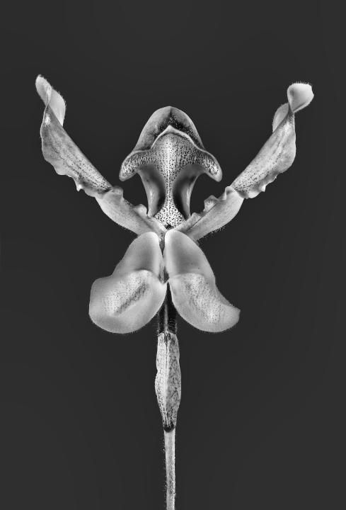 Paphiopedilum x lathamianum