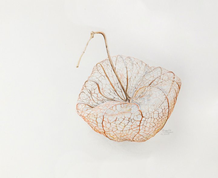 Physalis | Kapstachelbeere