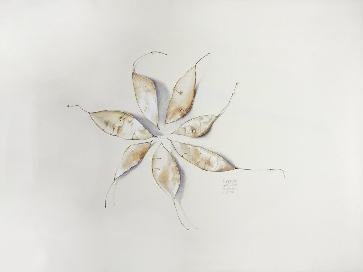 Lunaria rediviva | ausdauerndes Silberblatt