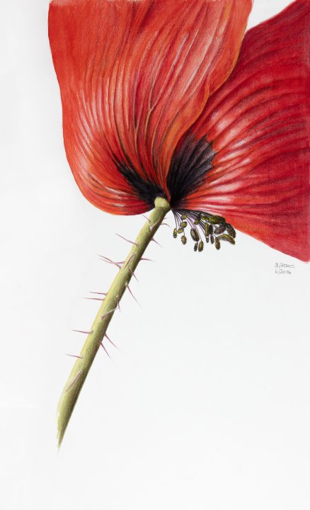 Papaver | Mohn