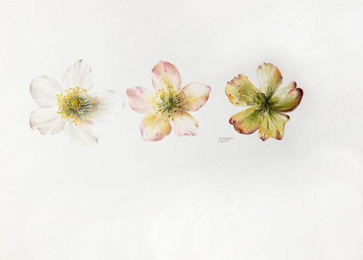 Helleborus | Schneerose