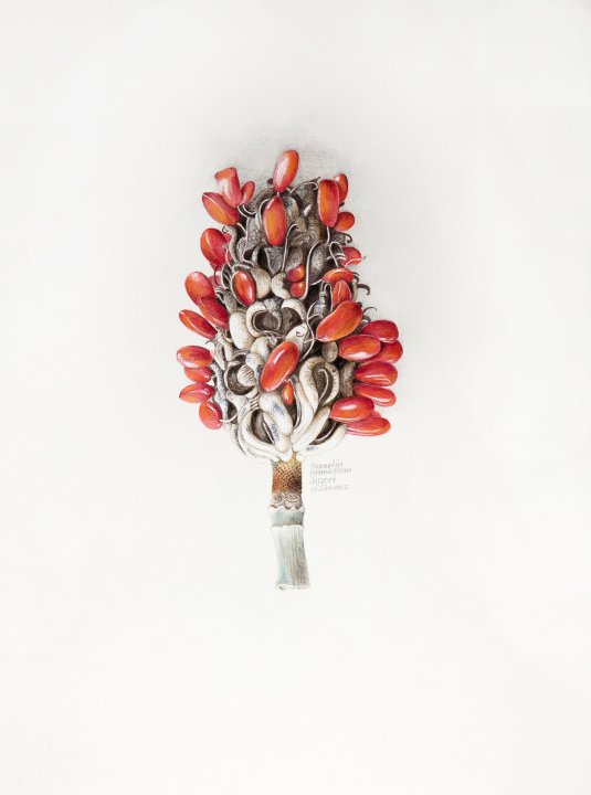 Magnolia grandiflora | immergrüne Magnolie (A)