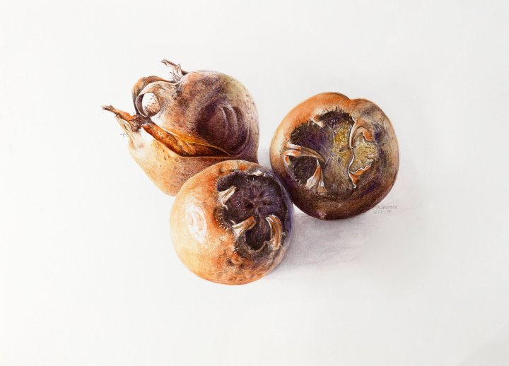 Mespilus germanica | Mispel