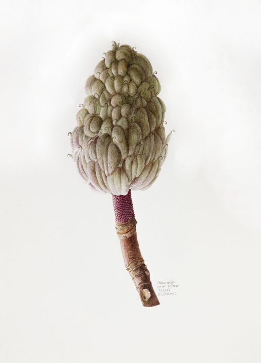 Magnolia grandiflora | immergrüne Magnolie (B)