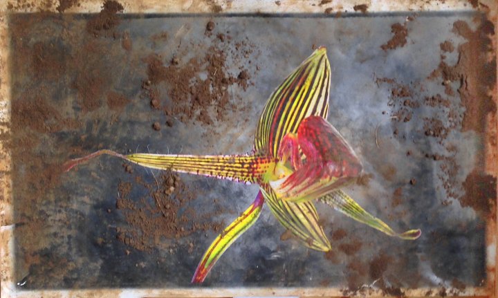 After Burial Paphiopedilum Rothschildianum 