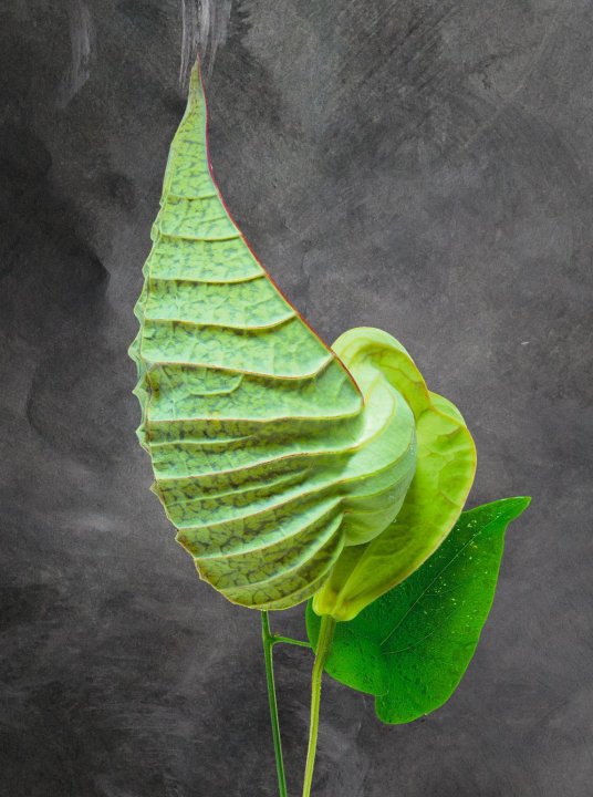 Aristolocha Grandiflora