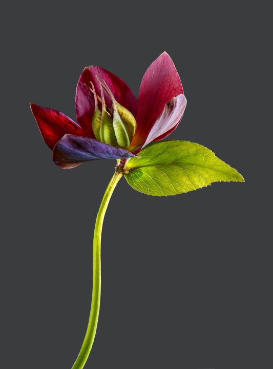 Helleborus X hybridus 01