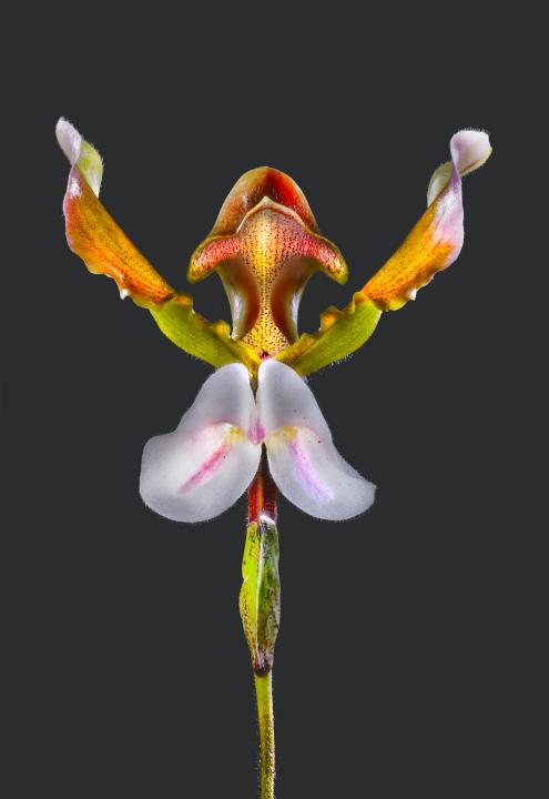 Paphiopedilum lathamianum | Orchidacea | 03 Myanmar