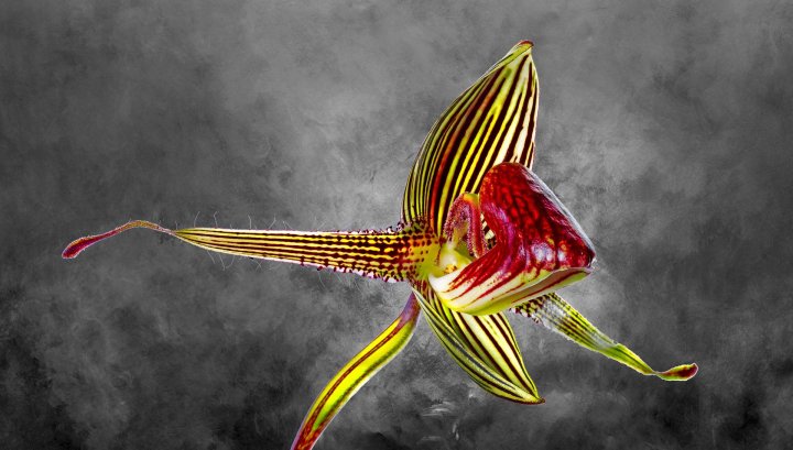 Paphiopedilum Rothschildianum