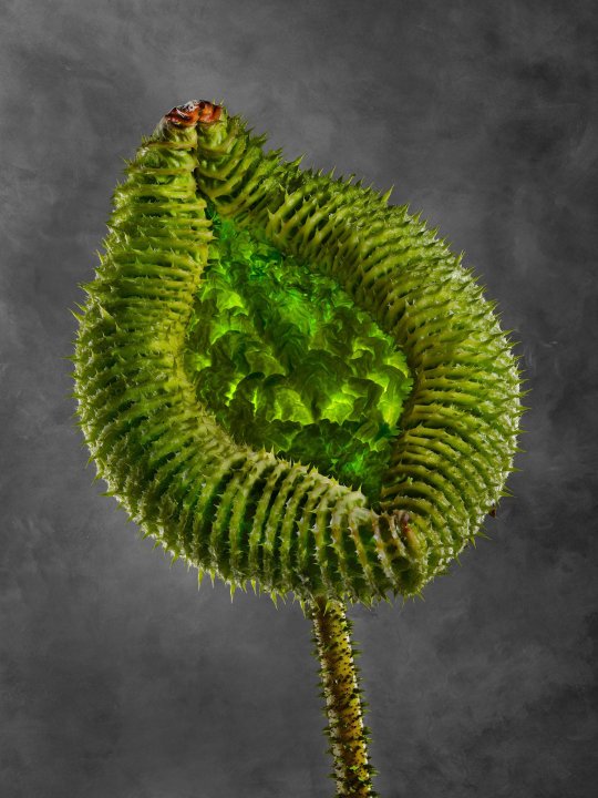 Victoria Cruziana 01B