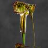 Arisaema Crubescent 01