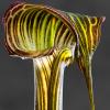 Arisaema Crubescent 01