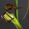 Arisaema Crubescent 01