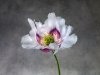 Papaver Somniferum 02B