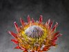 Protea Cynaroides 01