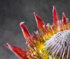 Protea Cynaroides 01 Detail
