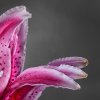Rose Lily Detail