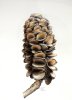 Banksia Cone | Banksiazapfen