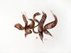 Carob Tree Seed Pods