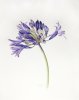 Agapanthus | Schmucklilie