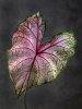 Caladium Fannie Munson 01 B