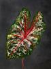 Caladium XYZ 01