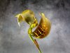 Bulbophyllum Grandiflorum Orchidaceae A