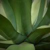 Agave