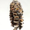 Banksia Cone | Banksiazapfen
