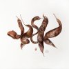 Carob Tree Seed Pods