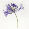 Agapanthus | Schmucklilie